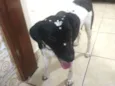 Bibi