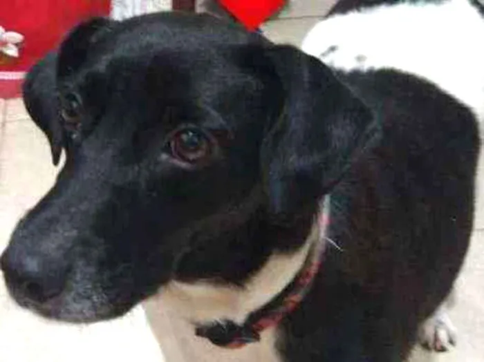 Cachorro ra a SRD idade 2 anos nome Bibi