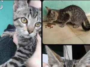 Gato raça Srd idade 2 a 6 meses nome Rogério 