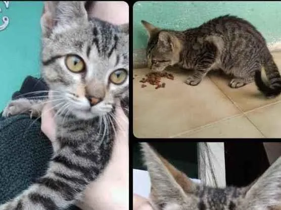 Gato ra a Srd idade 2 a 6 meses nome Rogério 