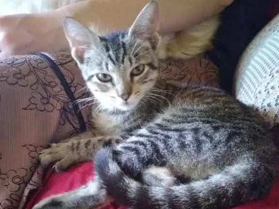 Gato ra a Srd idade 2 a 6 meses nome Rogério 