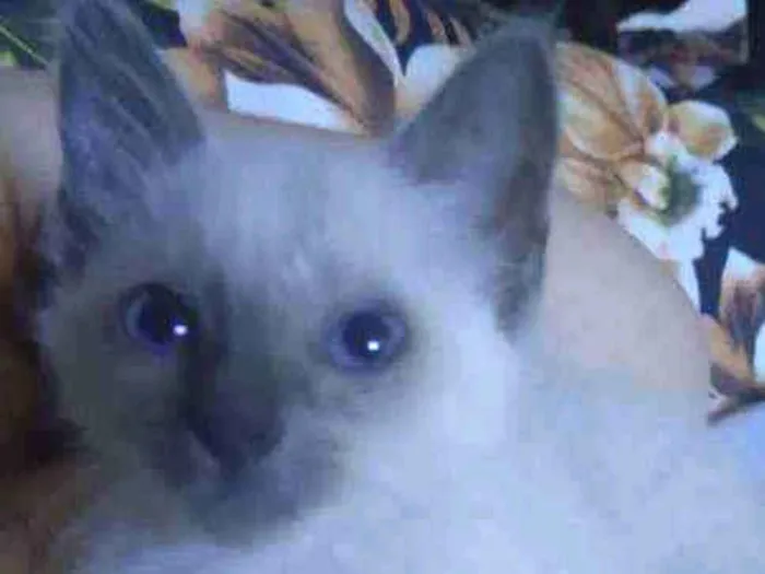 Gato ra a SRD idade 2 a 6 meses nome Manu