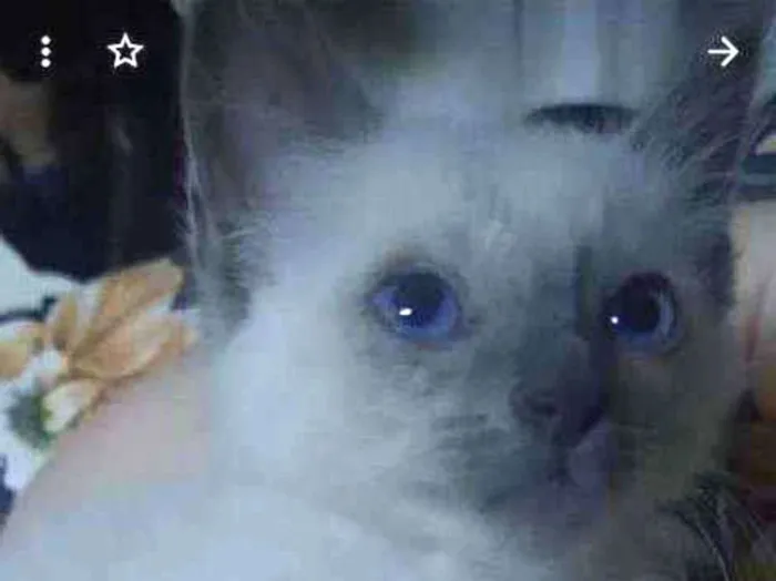 Gato ra a SRD idade 2 a 6 meses nome Manu