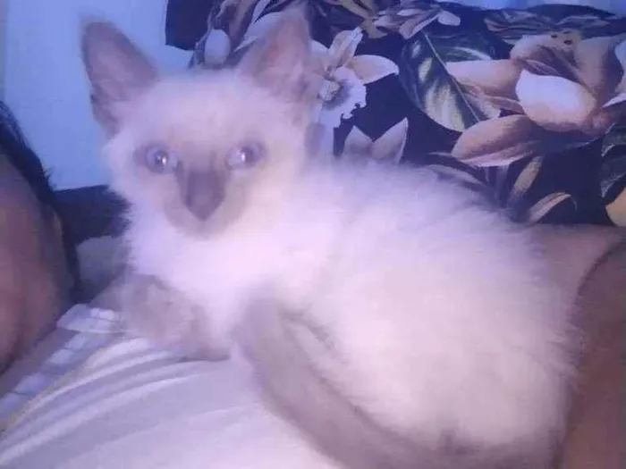 Gato ra a SRD idade 2 a 6 meses nome Manu