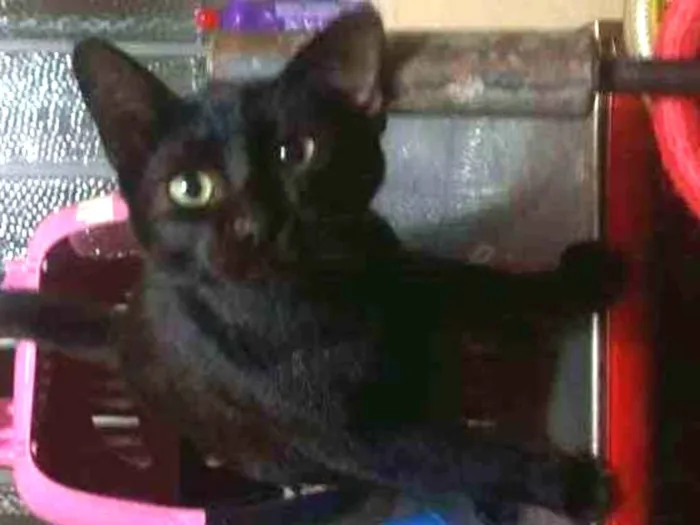 Gato ra a SRD idade 2 a 6 meses nome Lola