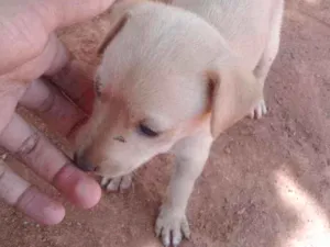 Cachorro raça Labrador Retrivier idade Abaixo de 2 meses nome Cavin, Layla, Lix