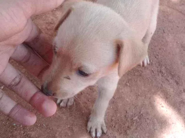 Cachorro ra a Labrador Retrivier idade Abaixo de 2 meses nome Cavin, Layla, Lix