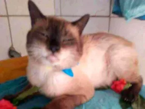 Gato raça Siames idade  nome Tom
