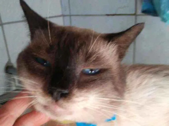 Gato ra a Siames idade  nome Tom