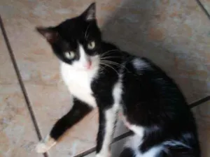 Gato raça Comum idade 1 ano nome Doçura
