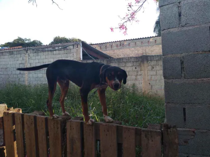 Cachorro ra a Srd idade 1 ano nome Pipoca