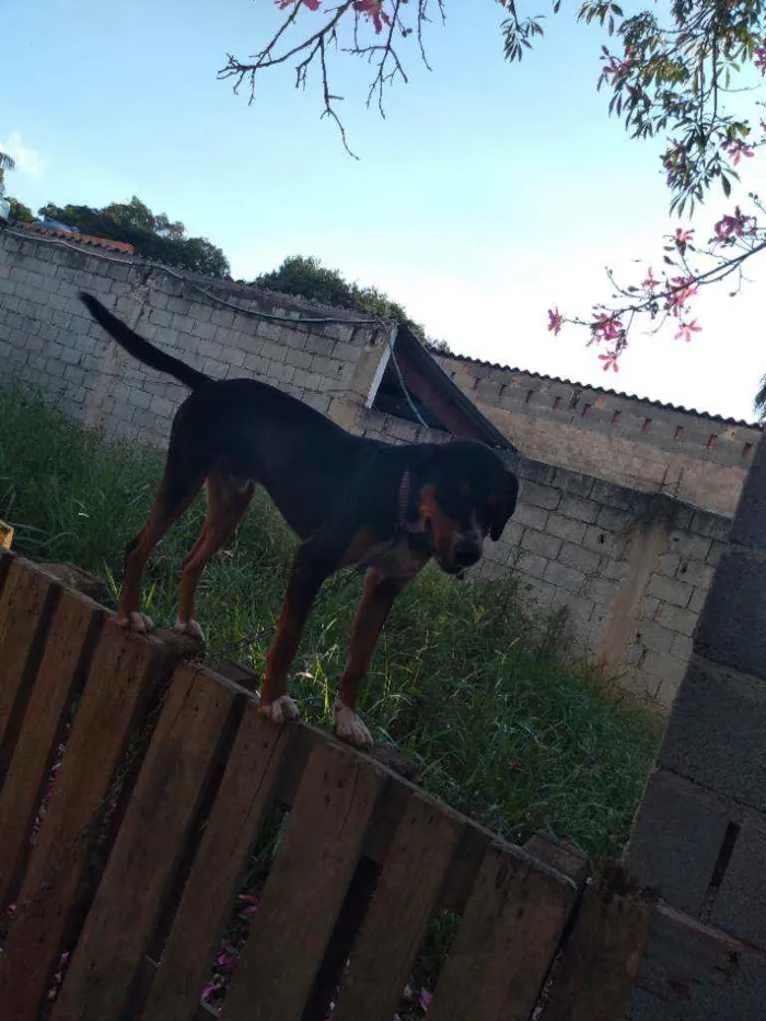 Cachorro ra a Srd idade 1 ano nome Pipoca