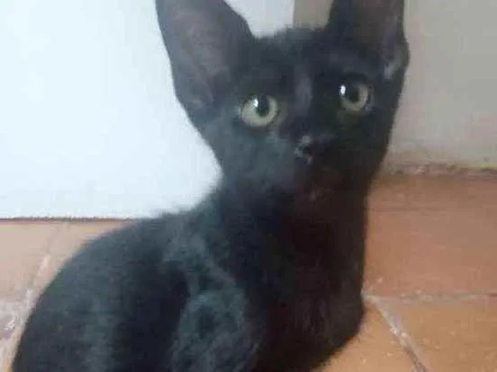 Gato raça Srd idade 2 a 6 meses nome Damião