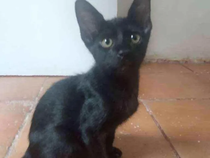 Gato raça Srd idade 2 a 6 meses nome Damião