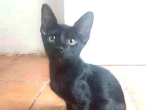 Gato raça Srd idade 2 a 6 meses nome Damião