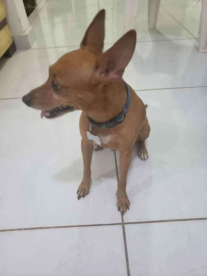 Cachorro raça Nao sei idade 4 anos nome Nao sei o nome 