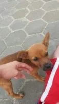 sem