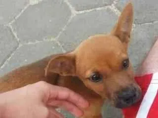 Cachorro ra a sem idade 2 a 6 meses nome sem