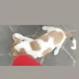 não tem