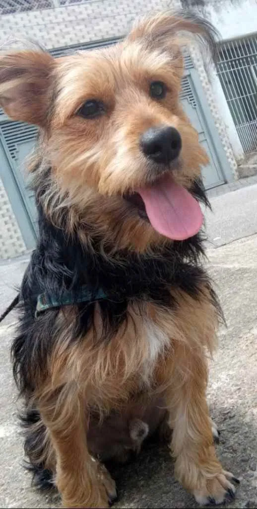 Cachorro raça Srd mix Yorkshire  idade 7 a 11 meses nome Léo lindo filhote 