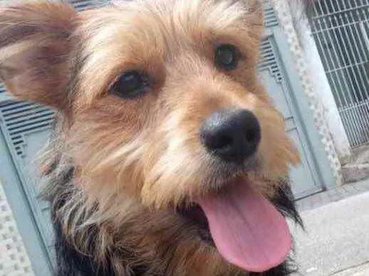 Cachorro raça Srd mix Yorkshire  idade 7 a 11 meses nome Léo lindo filhote 