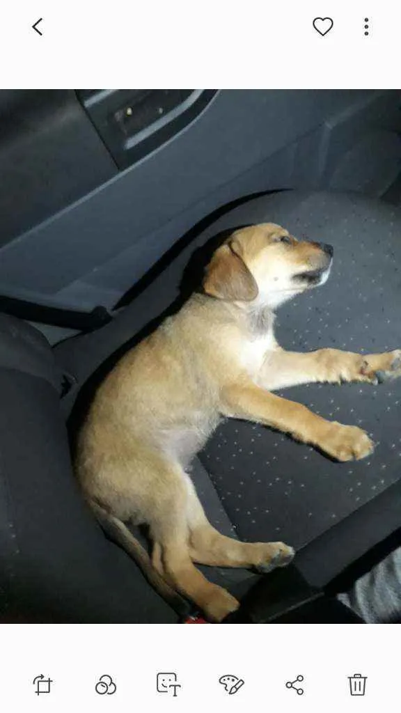 Cachorro raça Vira lata  idade Abaixo de 2 meses nome .