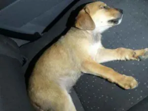 Cachorro raça Vira lata  idade Abaixo de 2 meses nome .