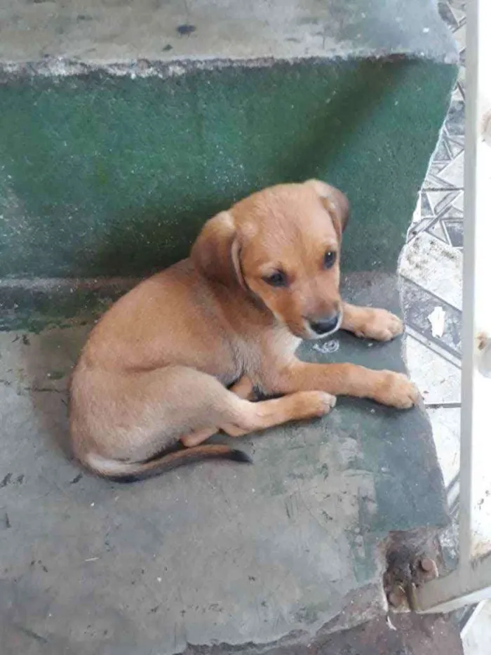 Cachorro raça Vira lata  idade Abaixo de 2 meses nome .