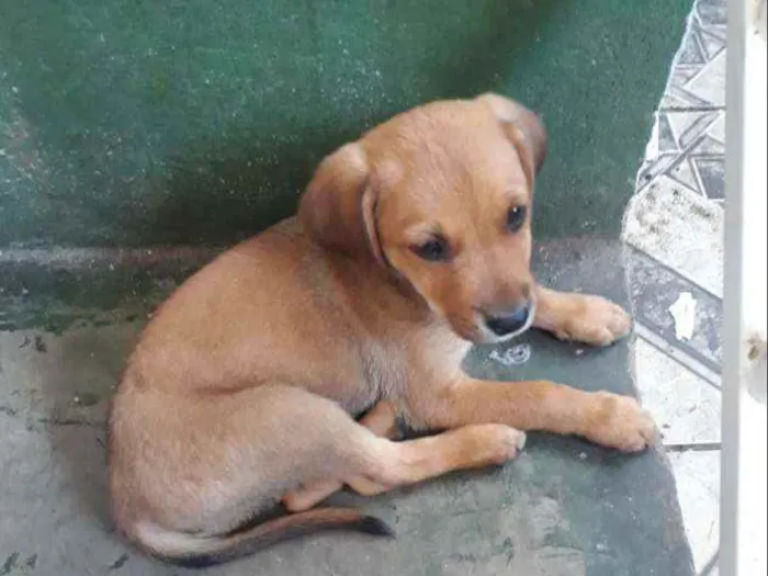 Cachorro raça Vira lata  idade Abaixo de 2 meses nome .