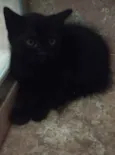 Peggy