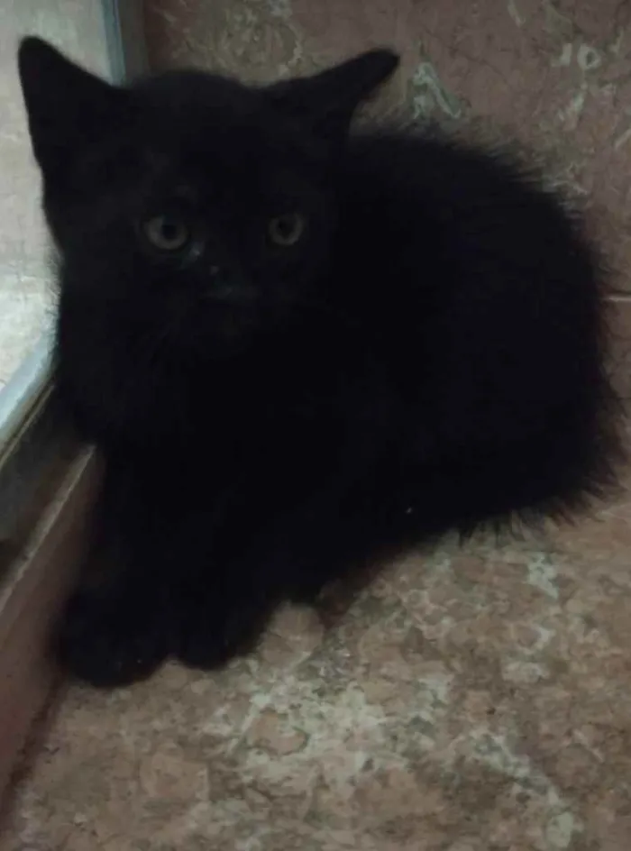 Gato ra a SRD idade Abaixo de 2 meses nome Peggy