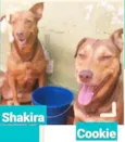 Cachorro raça SRD-ViraLata idade 4 anos nome Shakira