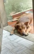 Cachorro raça SRD-ViraLata idade 4 anos nome Shakira