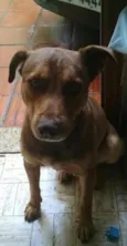 Cachorro raça SRD-ViraLata idade 4 anos nome Shakira