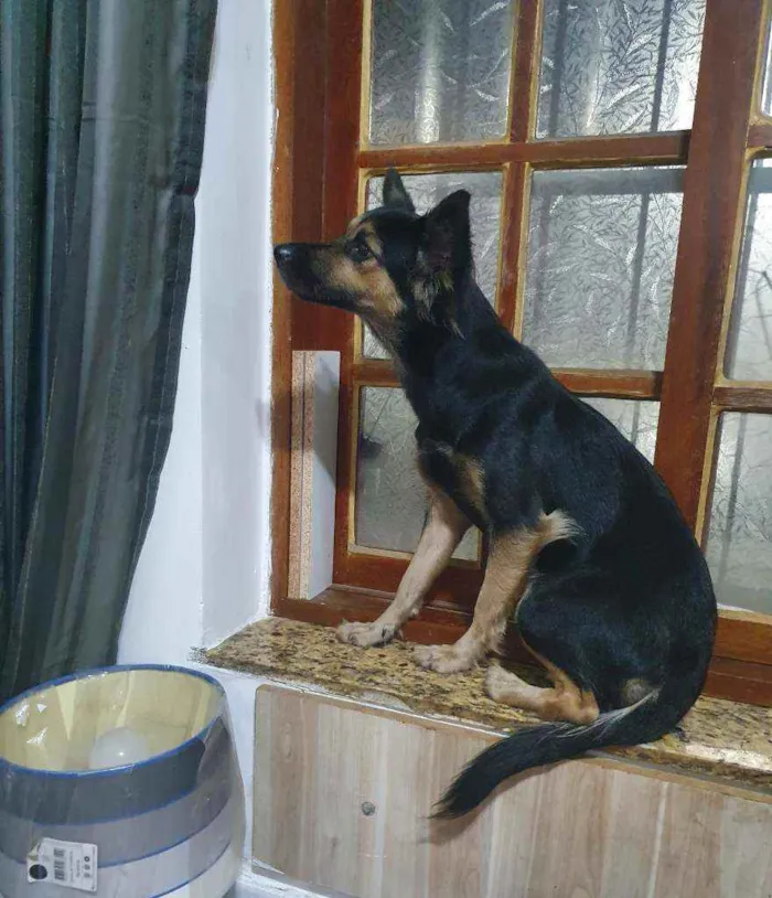 Cachorro ra a Srd mestiço  idade 7 a 11 meses nome Ravena