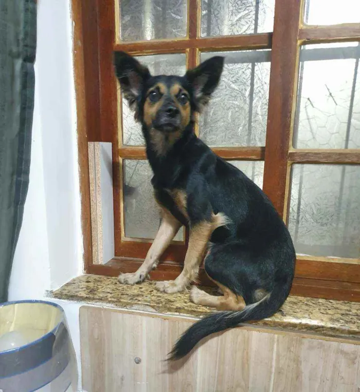 Cachorro ra a Srd mestiço  idade 7 a 11 meses nome Ravena