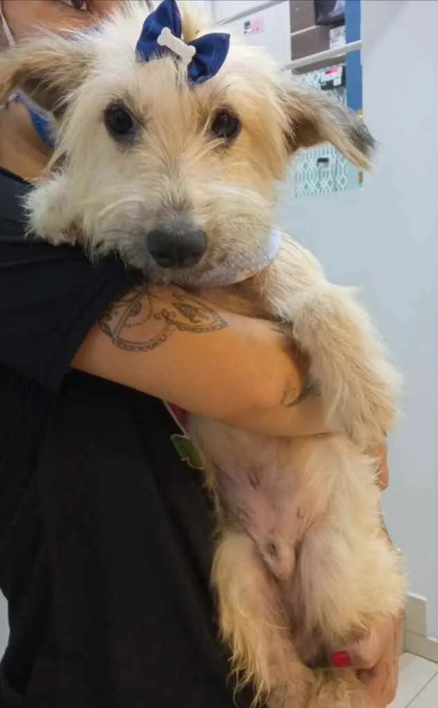 Cachorro ra a Sem raça  idade 2 a 6 meses nome Scooby 
