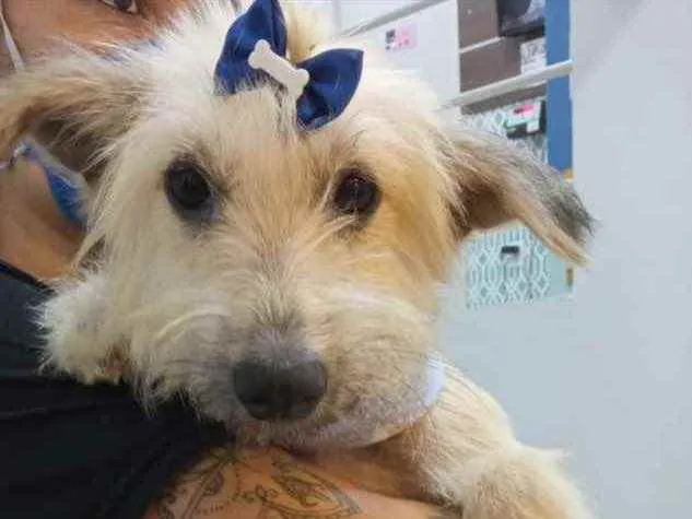 Cachorro ra a Sem raça  idade 2 a 6 meses nome Scooby 
