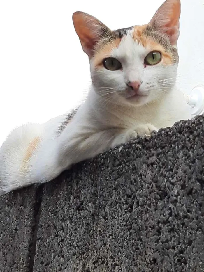 Gato ra a sem raça definida idade 3 anos nome Menina