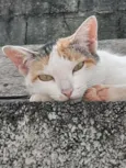 Menina