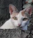 Menina