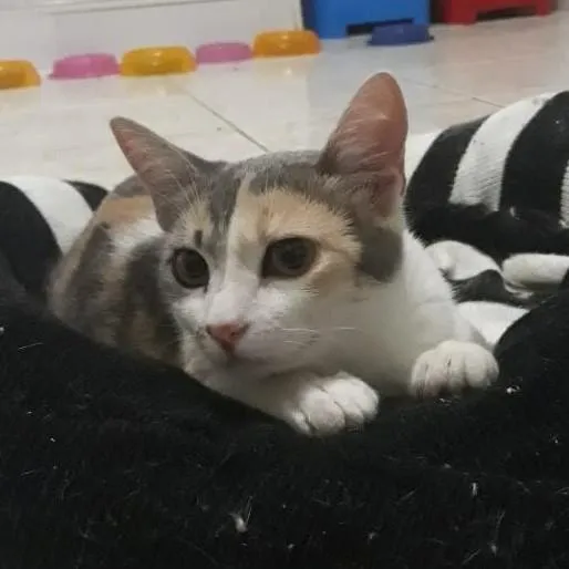 Gato ra a Sem raça definida idade 2 a 6 meses nome Trinity