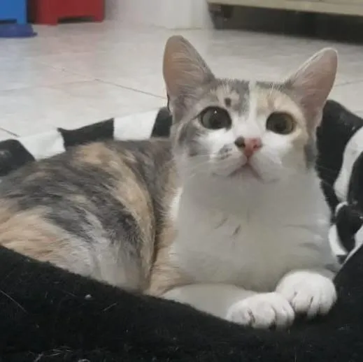 Gato ra a Sem raça definida idade 2 a 6 meses nome Trinity