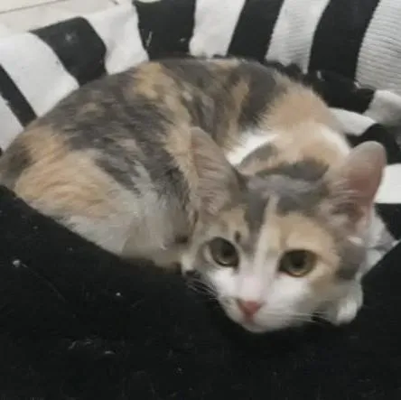 Gato ra a Sem raça definida idade 2 a 6 meses nome Trinity