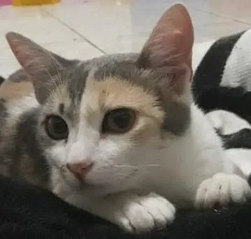 Gato ra a Sem raça definida idade 2 a 6 meses nome Trinity