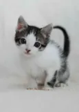 Ravi