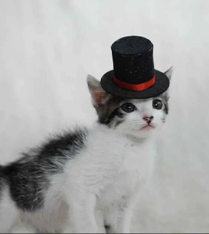 Gato ra a Srd idade 2 a 6 meses nome Ravi