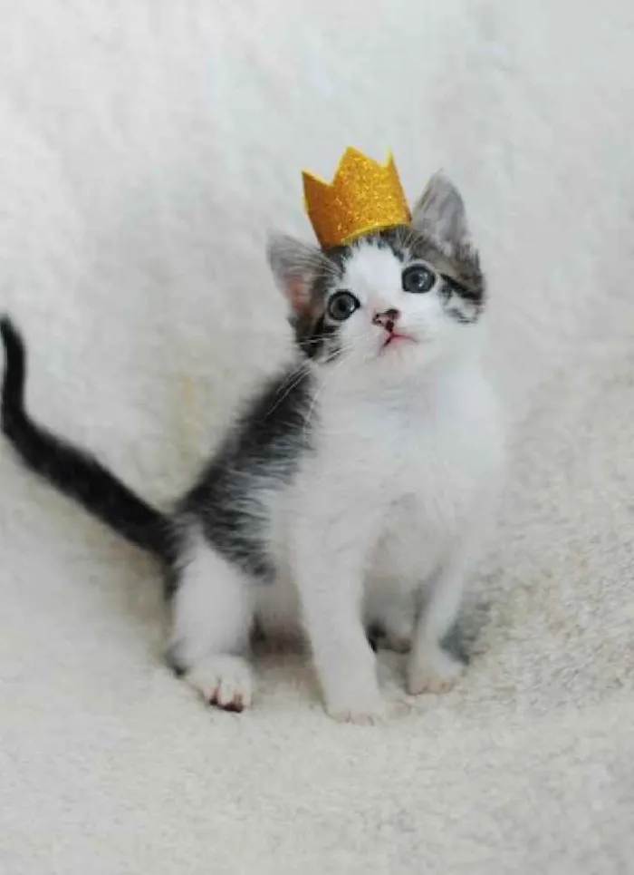 Gato ra a Srd idade 2 a 6 meses nome Ravi