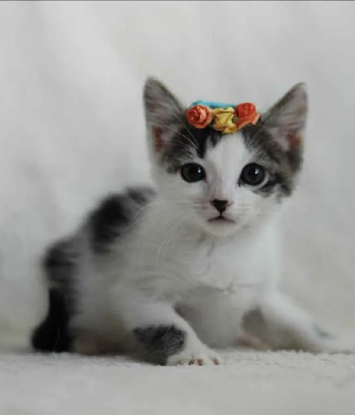 Gato ra a Srd idade 2 a 6 meses nome Bella