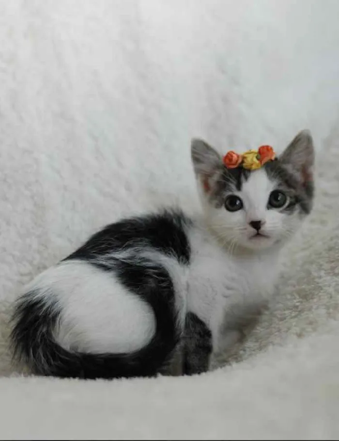 Gato ra a Srd idade 2 a 6 meses nome Bella